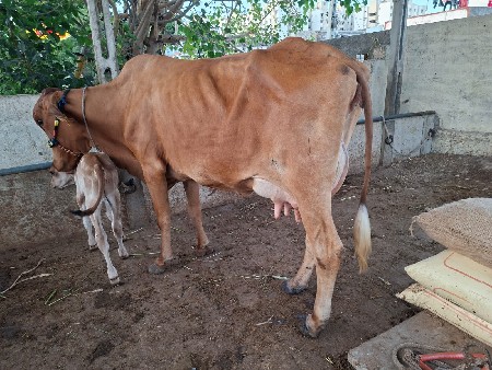 જર્સી ગાય વેચવાની