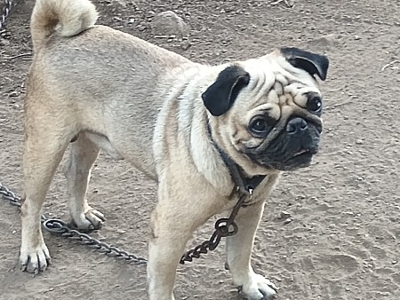 આ કૂતરો વેચવાનો છે 2000 માં આપો