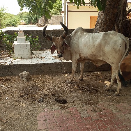 બરધ વેસવાનોસે