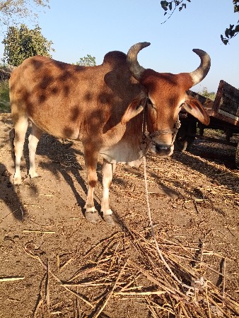 બળદ સાટે ખડેલી હો તો