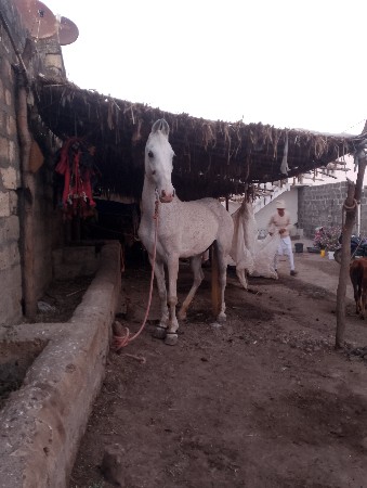 ઘોડી વેસવાની છે