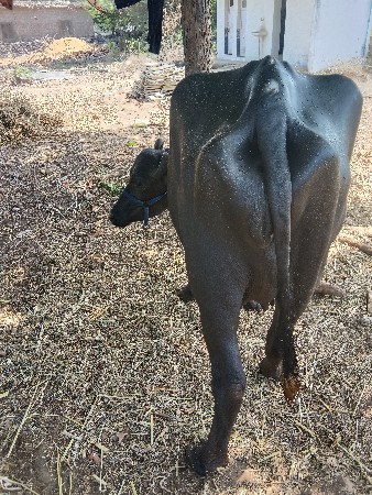 બંન્ની ખડેલી