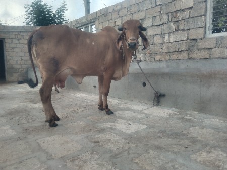 બીજું વેતર વિયાણી છે 15 20 દિવસ થય