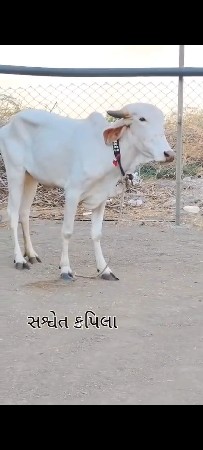 શ્વેત કપિલા