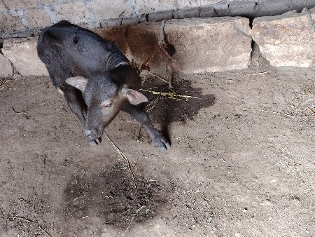 પાડો વેચવાનો છે