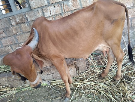 ગાય