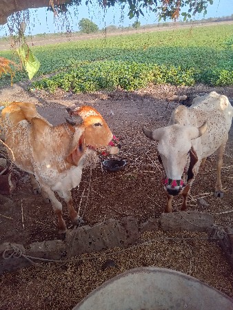 ઠાલા ફોરા મ સાલુ સે
