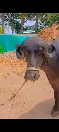 પેલૂવેતર. ઊચાઈલબાઈફૂલ