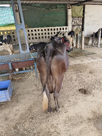 બંને બીજું હેતર