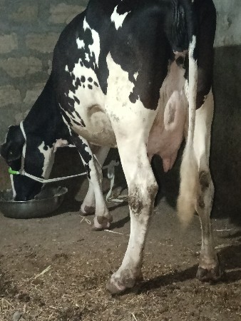 ગાય વેચવાની છે