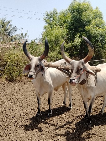 ગોટલા આપવાના છે