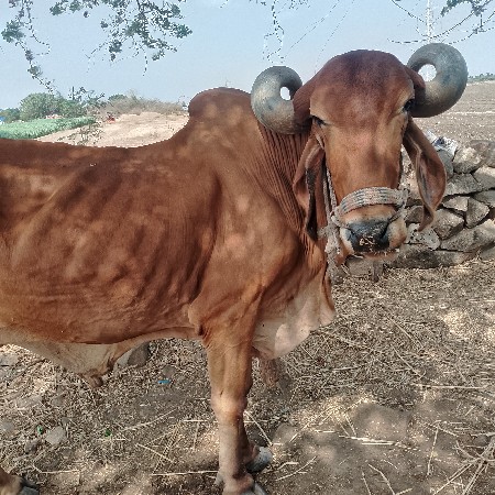 બળદ વેશવના છે