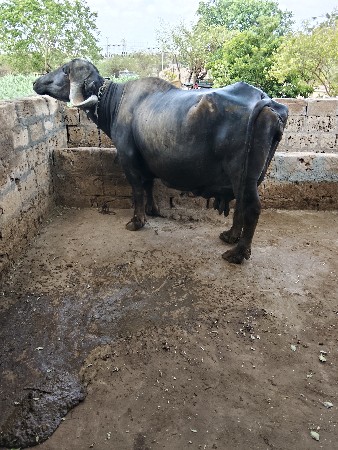 ભેંસ વેચવાની છે