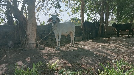 વાછડો વેચવાનો છે
