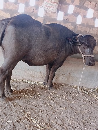 ખડૅલી વૅચવાની છે