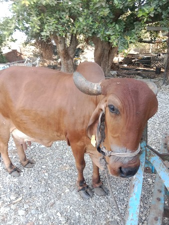 ગાય