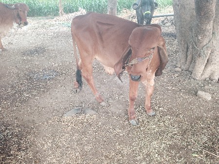 વાસડિ  વેસવાનિ  છે