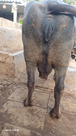 ભેસ વેચવાની છે