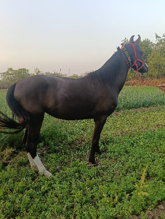 ધોડી