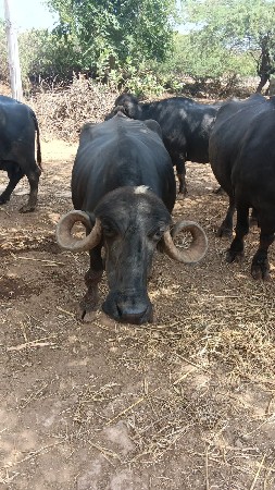 ભેંશ વેસવા ની છે