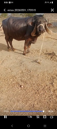 ભેંસ વેચવાની છે
