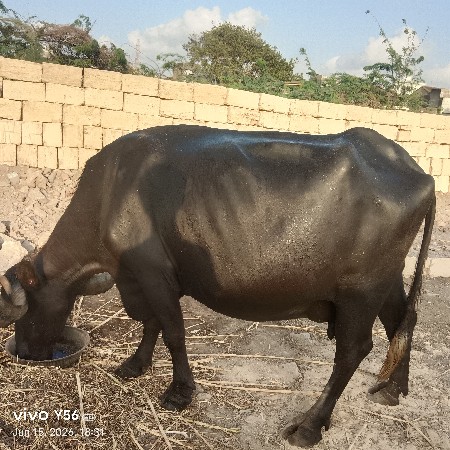 20 દિવસ વાર છે