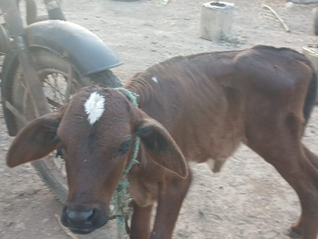 વાસડિ મફત દેવાની છે