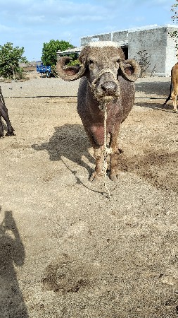 તન