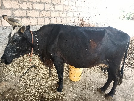 બધાલી