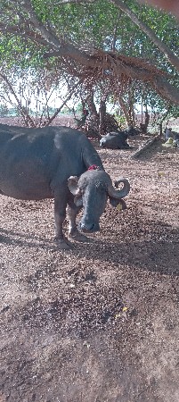 ભેસ વેચવાની છે