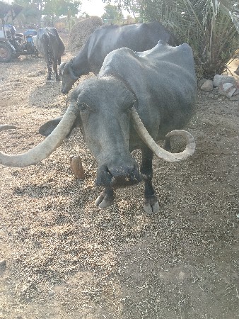 ક