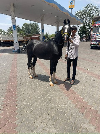પચકલાયણ ઘોડો વેચવાનો છે