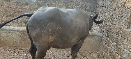 ભેંસ વેચવાની છે