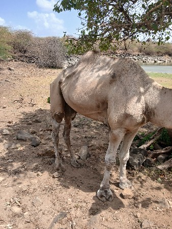 ઉટ