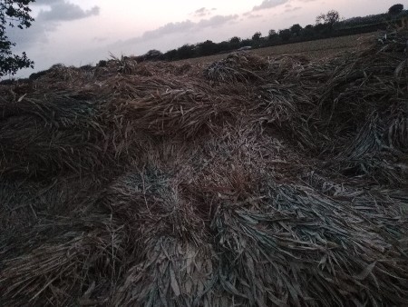 જુવાર ના પૂરા વેચાવ છે