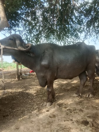 ખળેલી વેચવાની છે પેલું વેતર