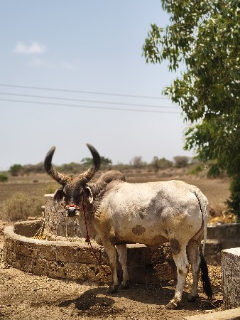 ૧ બળદ વેચવા નો છે