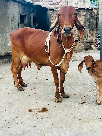 ઓરીજનલ ભાવનગર લાઈન ની હોડકી