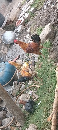 આ કુકડા વેશવાના છે