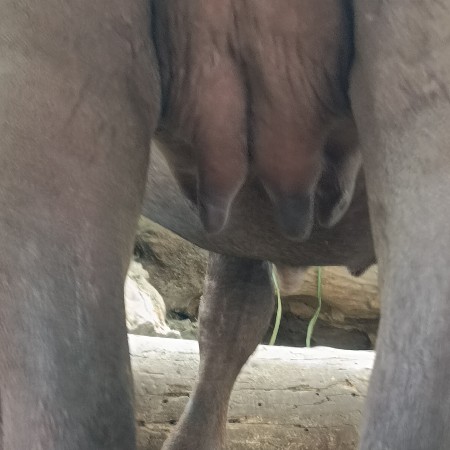 ખડેલી વેચવાની છે