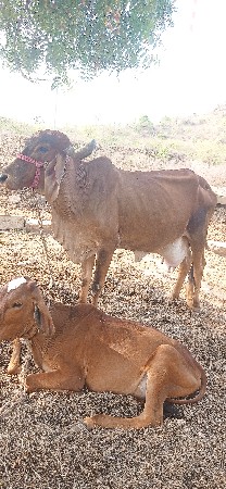 vechvani chhe