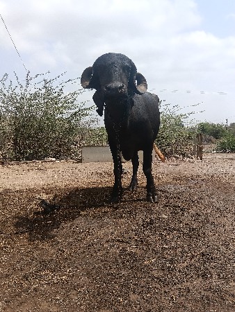વેચવાની છે