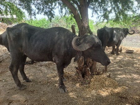 ખડાય