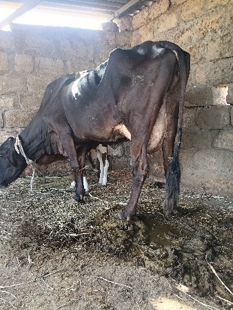 જર્સી ઓડકી વેચવાની છે