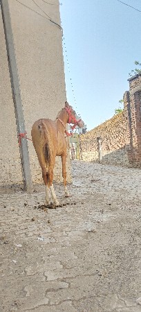 વશરો