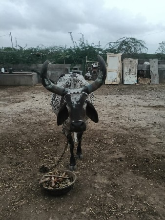ગાય વેચવાની છે