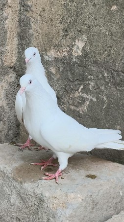 motya