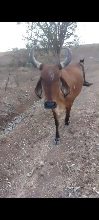 વેચવાની છે