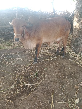 ગીર ગાય વેચવાની છે તાજી વિયાલ સ