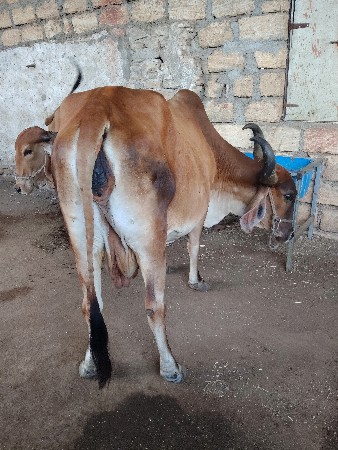 દેશી ગાય વેચવાની